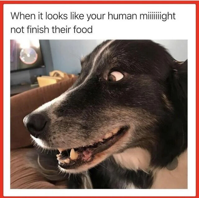 This is a single-panel wholesome pet meme framed with a thin red border. At the top of the meme, text reads "When it looks like your human miiiiiiight not finish their food", with an exaggerated elongated spelling of "might" to highlight eager anticipation. Below the text is a close-up photograph of a black and white dog, likely a border collie, posed in profile with a wide-eyed, overexcited, slightly crazed grin, looking off to the side as it waits expectantly for leftover food. The background shows a casual residential living room setting with a brown couch, a television, and common household furniture visible.