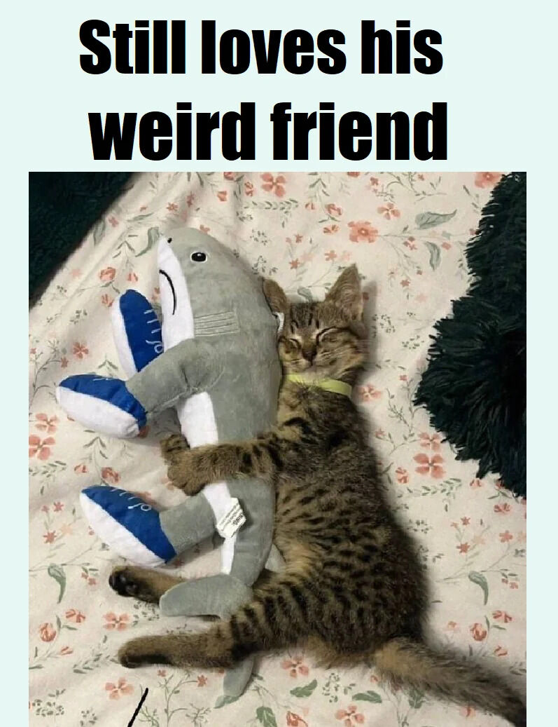 A small tabby kitten with a yellow collar is peacefully sleeping on a floral-patterned blanket, tightly hugging a gray shark plush toy with blue fins. The kitten's eyes are closed, and its body is curled around the plush, appearing content and affectionate. Above the image, bold black text reads 'Still loves his weird friend,' which playfully frames the kitten's bond with the unusual shark toy as a charming friendship.