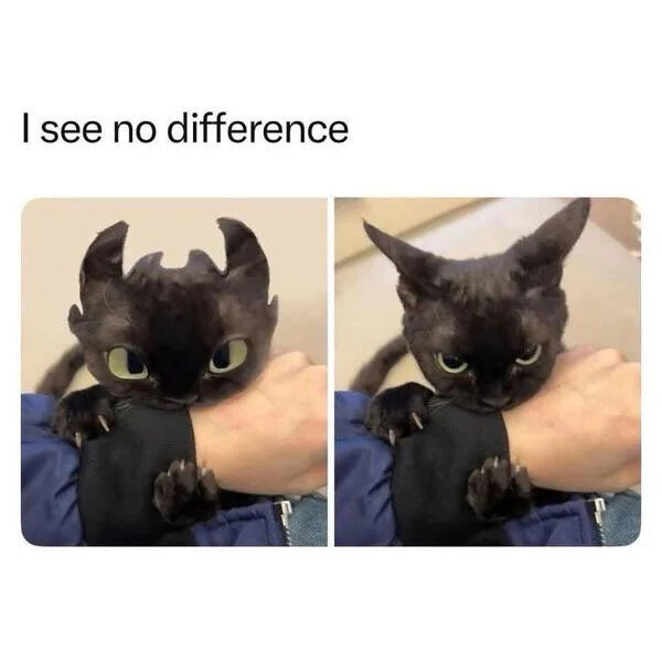 This meme features a header text 'I see no difference' above two side-by-side square images. The left image is an edited shot of Toothless, the iconic black dragon protagonist from the *How to Train Your Dragon* franchise, posed with his two front paws resting on a person's forearm, leaning over the arm with large wide eyes. The right image is a photograph of a real-life black cat in the exact same pose, resting its front paws on the same person's forearm, leaning over the arm with a grumpy, unamused expression. The joke of the meme highlights the striking visual similarity between the fictional animated dragon character and the real black cat, emphasizing how much they look alike when in the same position.