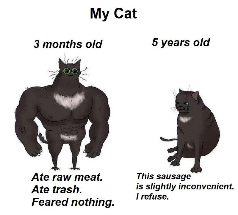 This is a humorous meme comparing the behavior of a black cat with a white chest patch at two different life stages, exaggerating the common shift from reckless kittenhood to finicky lazy senior cat life. On the left, the 3-month-old kitten is absurdly drawn as an extremely muscular, buff humanoid cat, described as eating raw meat, eating trash, and fearing nothing. On the right, the 5-year-old adult cat is drawn as a small chubby cat crying, complaining that a sausage is slightly inconvenient and it refuses to eat it. The joke relies on the inverted size contrast to highlight how kittens are much more adventurous and less picky than older house cats, a relatable experience for many cat owners.