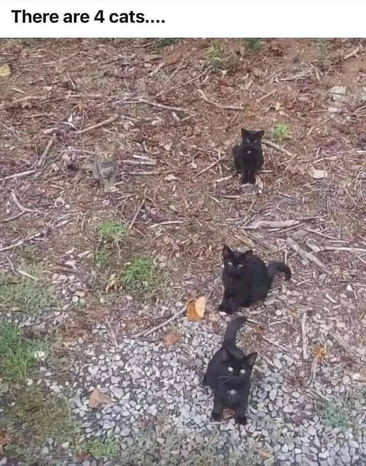The image displays an outdoor ground area composed of dry wood chips, scattered twigs, fallen leaves, small grey gravel, and sparse tufts of green grass. At the very top of the image, text reads 'There are 4 cats....'. Three solid black cats are clearly visible in the lower and right portions of the frame, all sitting and looking directly up at the person taking the photo. The fourth cat, a light brown/grey tabby, is positioned in the upper left area of the wood chip covered ground, and its fur color and pattern almost perfectly match the surrounding dry wood and leaf debris, making it extremely difficult to spot at first glance, creating a playful hidden object optical illusion for viewers.