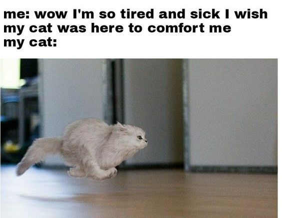 The meme features two sections: top text and an image. The top text reads: 'me: wow I'm so tired and sick I wish my cat was here to comfort me my cat:' followed by a photograph of a small, fluffy white cat mid-leap or running towards the camera. The cat's posture—with its body extended and legs in motion—conveys urgency and eagerness, as if responding immediately to the owner's wish for comfort. The indoor setting includes a wooden floor and blurred background elements, emphasizing the cat as the focal point.