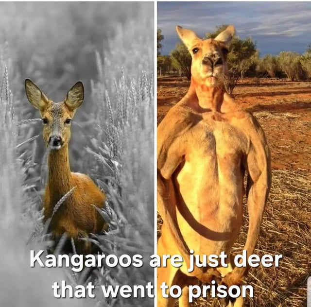 This is a two-panel comparative meme. The left panel features a small, gentle-looking roe deer standing partially hidden in tall soft grass, with a calm, mild expression in a desaturated, hazy natural setting. The right panel shows a famously buff, heavily muscular wild male red kangaroo standing upright in an arid Australian outback landscape, with a stern, intimidating expression while facing the camera. White text overlaid across the bottom of both panels reads "Kangaroos are just deer that went to prison", leaning into the absurd humorous comparison of the delicate deer to the tough, jacked kangaroo, implying the kangaroo 'bulked up' during a fictional prison sentence like a stereotypical ex-con. The original title "Oh deer :)" also includes a pun, as "deer" is a homophone for the common exclamation "dear".
