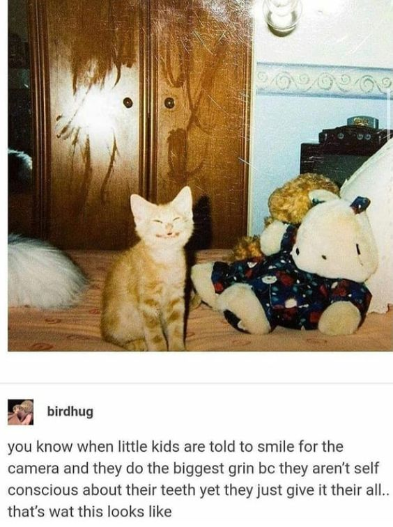 This meme features a warm, real photograph of an orange tabby cat sitting upright on a bed, squinting its eyes and flashing an exaggerated, wide grin. Below the image, a comment from X.com user birdhug draws a charming comparison: the cat's unselfconscious grin is just like a young child's when told to smile for the camera—no worry about teeth, just giving their all to the smile. The cozy bedroom setting, with stuffed animals beside the cat and a wooden closet behind, adds to the wholesome, homey feel of the content.