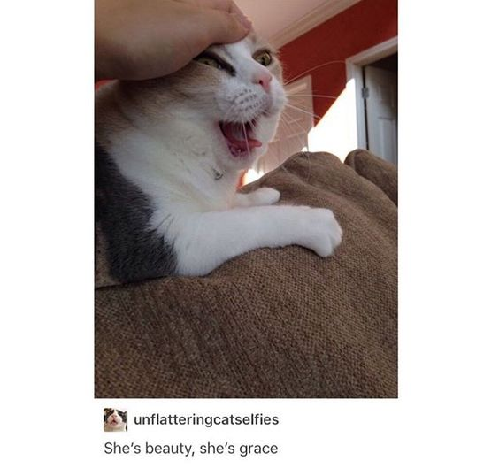 This meme features a real cat with an extremely unflattering, distorted expression: its eyes are squinted wide, mouth is open, and a human hand is pressing down on its head, further warping its face. The cat is resting on a brown textured couch. Below the image, a social media post from the account `unflatteringcatselfies` includes the sarcastic caption *"She's beauty, she's grace"*. The humor comes from the irony of using a formal, complimentary phrase (typically reserved for elegant, poised subjects) to describe the cat's goofy, awkward, unphotogenic appearance. This is a classic example of sarcasm in pet memes, contrasting high praise with a silly, unflattering visual.