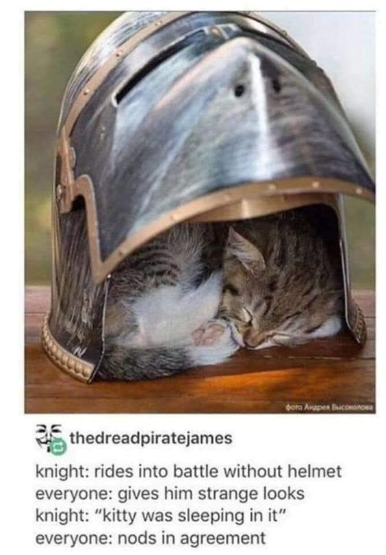 The meme combines a photograph and a short text joke. The top photo shows a fluffy tabby cat with white fur markings curled up fast asleep inside a metal medieval great helm placed on a wooden surface. The text below tells a short humorous scenario: a knight rides into battle without wearing his helmet, receives confused looks from others, explains he left the helmet unused because a kitty was sleeping inside it, and everyone immediately accepts this as a completely valid reason. The joke plays on the widely relatable unwritten rule that you never disturb a sleeping cat, no matter how urgent or important your other plans are.
