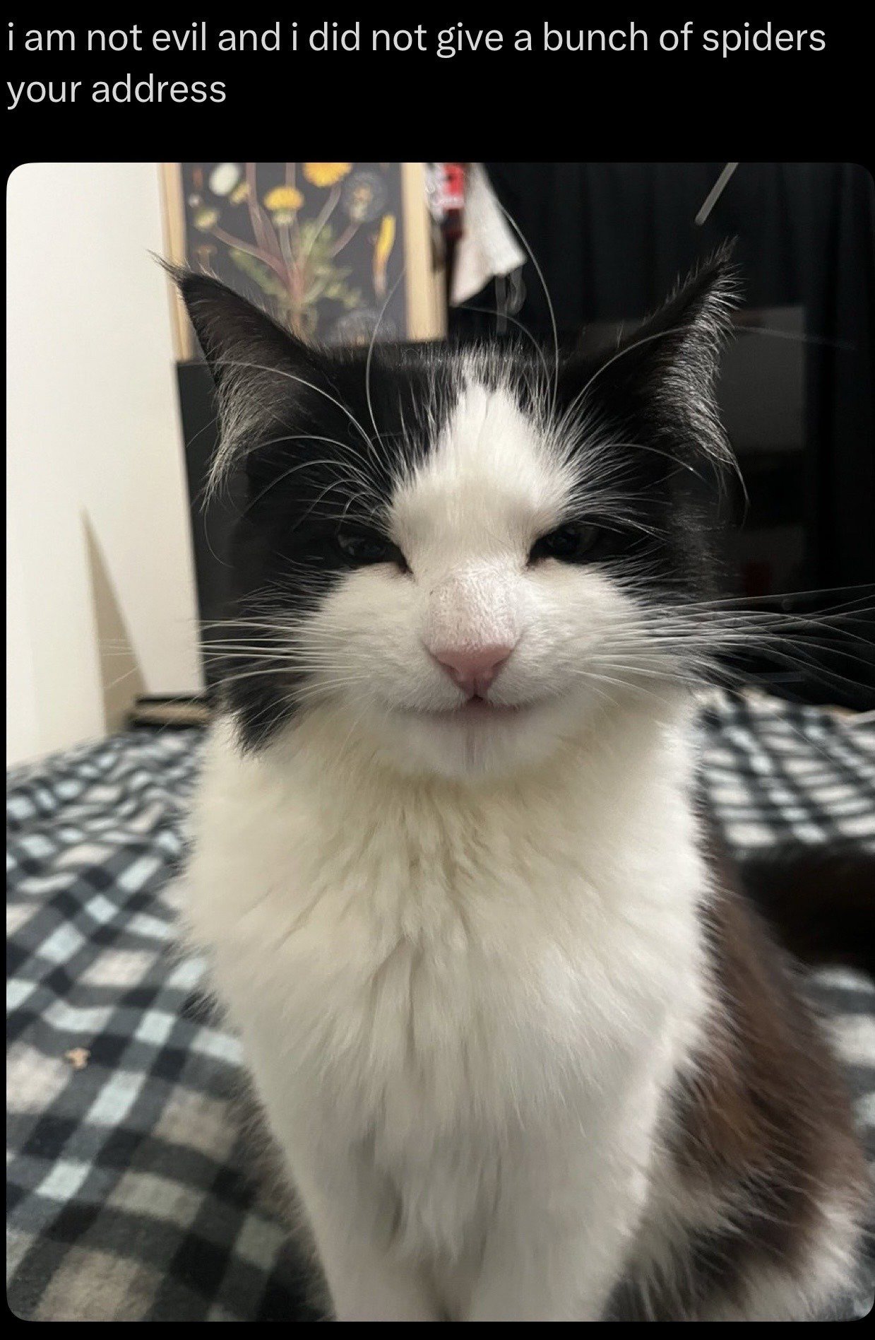 This is a single-panel reaction meme featuring a close-up shot of a fluffy black and white tuxedo cat. The cat sits on a black, white, and grey checkered bed cover, facing the camera directly with a very smug, mischievous, guilty-looking half-smile and slightly narrowed eyes. Text placed at the top of the image reads 'i am not evil and i did not give a bunch of spiders your address'. The humor comes from the obvious disconnect between the cat's suspicious, clearly guilty expression and its blatantly false denial, implying the cat absolutely did give spiders the viewer's address as a prank.