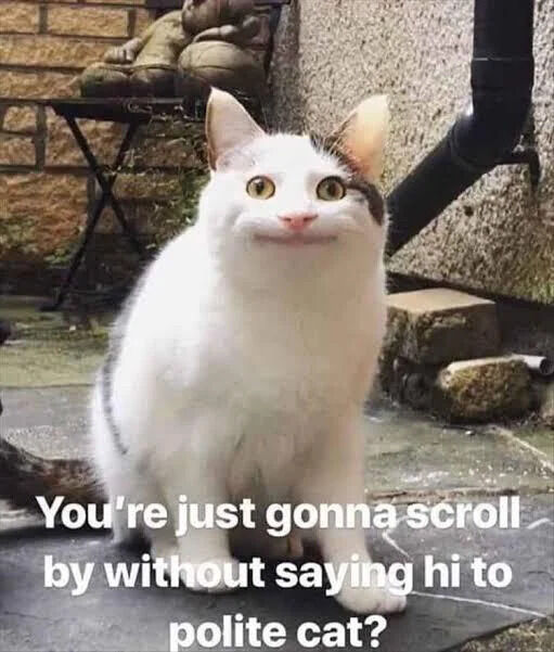 A photograph of a white cat with gray patches sitting upright on an outdoor stone surface. The cat has a friendly, slightly expectant expression with perked ears and wide eyes, creating an approachable demeanor. The background features a brick wall, a small statue, and scattered stones, suggesting a garden or backyard setting. Overlaid text reads: 'You're just gonna scroll by without saying hi to polite cat?' The image is designed to be a wholesome, playful meme encouraging viewers to engage with the cat, evoking warmth and lighthearted interaction.