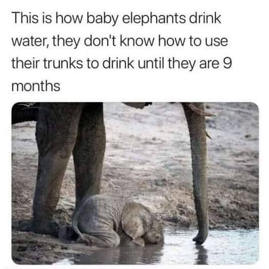 This is a wholesome animal fact post explaining that baby elephants cannot use their trunks to drink water until they reach 9 months old. The photograph shows an adult elephant standing at the edge of a waterhole, while the baby elephant submerges its entire head into the water to drink, demonstrating this unique young elephant behavior.