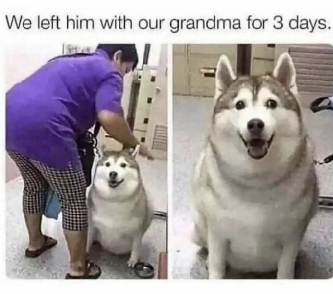 This is a two-panel comedy meme. The text at the top of the image reads 'We left him with our grandma for 3 days.' The left panel shows an older woman wearing a purple t-shirt, black-and-white checkered capri pants, and sandals bending over next to an extremely chubby, smiling Siberian Husky sitting on the floor, with a metal dog food bowl near the dog's front paws. The right panel is a close-up shot of the same very overweight Husky, grinning happily at the camera. The humor comes from the common, relatable cultural stereotype that grandparents habitually overfeed their children, grandchildren, and pets out of excessive love and care, resulting in noticeable weight gain over a short period of time.