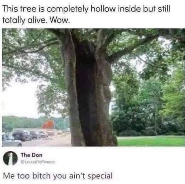 A meme featuring a photograph of a large tree with a prominently hollow trunk, evidenced by the visible empty space in its center, yet the tree retains lush green leaves indicating it is healthy and alive. At the top of the image, white text reads: 'This tree is completely hollow inside but still totally alive. Wow.' Below the tree image, there is a user comment attributed to 'The Don' (@JackedToTweets) with the text: 'Me too bitch you ain't special,' adding a sarcastic, relatable twist by comparing the tree's hollow yet thriving state to the commenter's own experience. The background shows a parking lot with several cars and greenery, emphasizing the tree's outdoor, suburban setting.