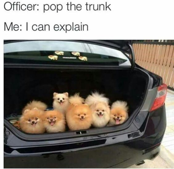 This is a wholesome, humorous meme pairing a relatable police interaction setup with an absurdly cute visual punchline. The top text reads "Officer: pop the trunk", and the bottom text reads "Me: I can explain". Below this text is an image of a car's open trunk filled with seven fluffy, happy-looking Pomeranian dogs, all peeking out curiously. The joke comes from the contrast between the typical implication of hiding something illicit when a police officer asks to open a trunk, and the innocent, adorable reality of a trunk full of small pets. The "I can explain" line becomes comically unnecessary, as there's nothing wrong here—just an overload of cute, harmless animals, making the situation feel silly and endearing.