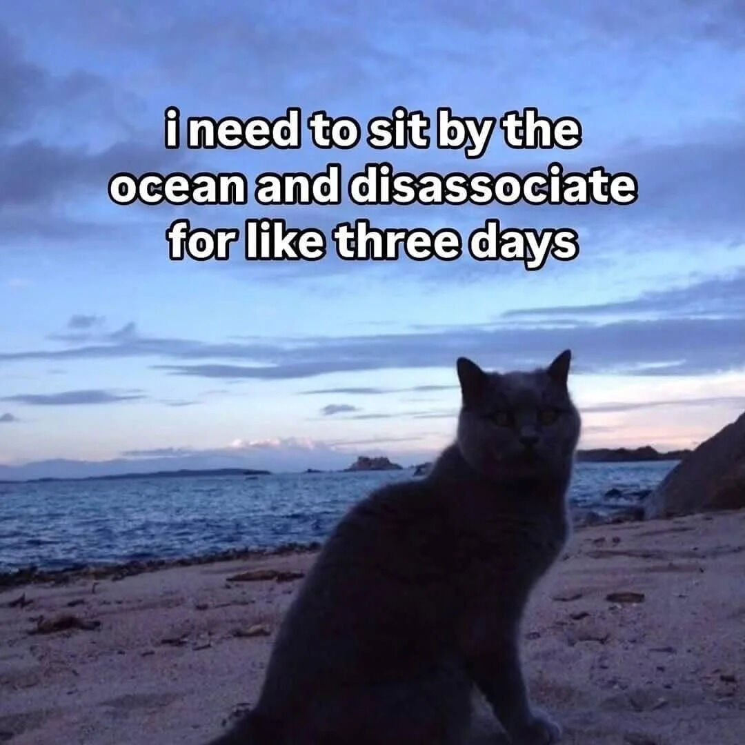 The image features a gray cat sitting on a sandy beach at sunset, with the ocean and a partly cloudy sky in the background. Overlaid in bold white text is the caption: 'i need to sit by the ocean and disassociate for like three days'. The meme humorously combines the cat's calm, contemplative demeanor with a relatable human desire to escape daily stress by disconnecting (disassociating) in a peaceful natural setting, creating a tone that is both funny and emotionally resonant.