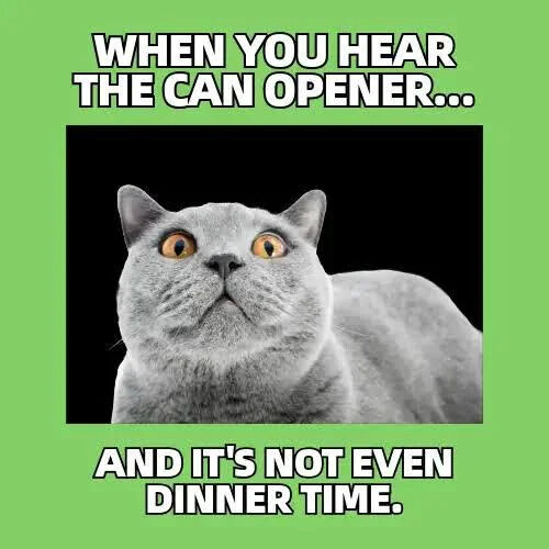 A meme with a solid green background featuring a central high-quality photograph of a gray cat. The cat has wide, round yellow eyes and a slightly open mouth, conveying a look of惊喜 and eager anticipation. Above the cat, bold white uppercase text reads 'WHEN YOU HEAR THE CAN OPENER...', and below the cat, additional bold white uppercase text states 'AND IT'S NOT EVEN DINNER TIME.' The combination of the cat's expressive face and the text humorously captures the relatable scenario of pets (especially cats) reacting excitedly to sounds associated with feeding time, only to be disappointed when it's not yet meal time.