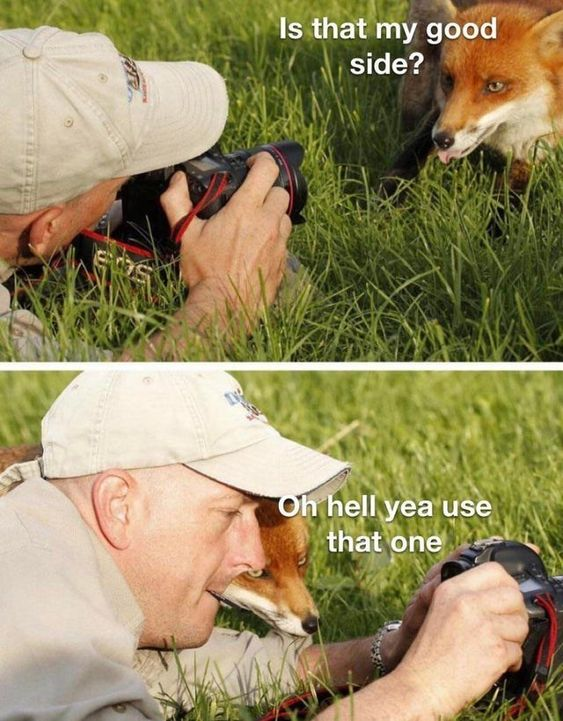 This is a two-panel wholesome meme. In the top panel, a wildlife photographer lies in tall grass aiming his DSLR camera at a red fox peeking out of the grass, with the fox asking via on-screen text, 'Is that my good side?'. In the bottom panel, the fox has moved to position his head directly next to the photographer's bald head, where the photographer's large, round bald head creates a funny optical illusion that makes it look like the fox has a much larger, proportional flattering body. The photographer replies via on-screen text, 'Oh hell yea use that one'. The joke relies on the accidental optical illusion and playful personification of the fox caring about how its photograph turns out.