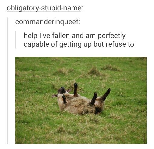 This meme combines a screenshot of a Tumblr-style comment thread with a photograph of a sheep lying supine on a grassy field, legs raised upwards. The top comment from user `commanderinqueef` reads: *"help I've fallen and am perfectly capable of getting up but refuse to"* — a humorous subversion of the classic emergency phrase "I've fallen and can't get up". The sheep's posture visually mimics someone who is stuck and unable to move, but the text reveals the joke: the sheep (and the person relating to it) is intentionally being lazy and stubborn, choosing to stay in a comfortable spot even when fully capable of moving. This creates a relatable, wholesome joke about procrastination and choosing rest over action.