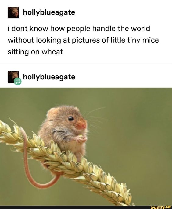 This meme is a social media screenshot combining a relatable text post and a cute wildlife photo. The top section features a comment from user 'hollyblueagate' stating: 'i dont know how people handle the world without looking at pictures of little tiny mice sitting on wheat' — expressing the idea that small, cute animal content is a necessary comfort for dealing with daily life stresses. Below this text is a high-quality photo of a tiny harvest mouse perched on a mature wheat stalk, holding a small piece of grain in its front paws, with a soft, curious expression. The image perfectly matches the comment, creating a warm, wholesome, and relatable piece of content that resonates with people who find comfort in cute animal media.