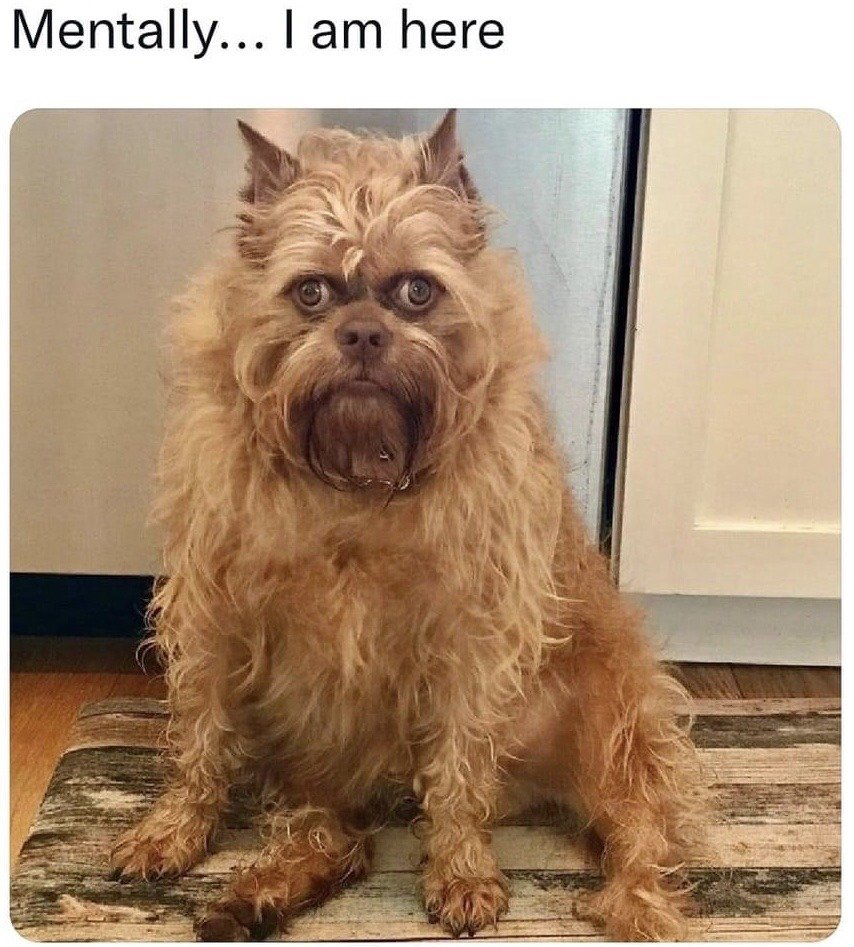 The meme consists of text at the top reading 'Mentally... I am here' positioned above a photograph of a shaggy, light brown dog (likely a Brussel Griffon mix) sitting upright on a striped floor mat indoors. The dog stares directly at the camera with a wide-eyed, blank, dazed, and completely checked-out expression. The joke is a relatable expression of dissociation, meaning even when someone is physically present in a space or situation, their mind is entirely elsewhere, matching the dog's vacant stare.