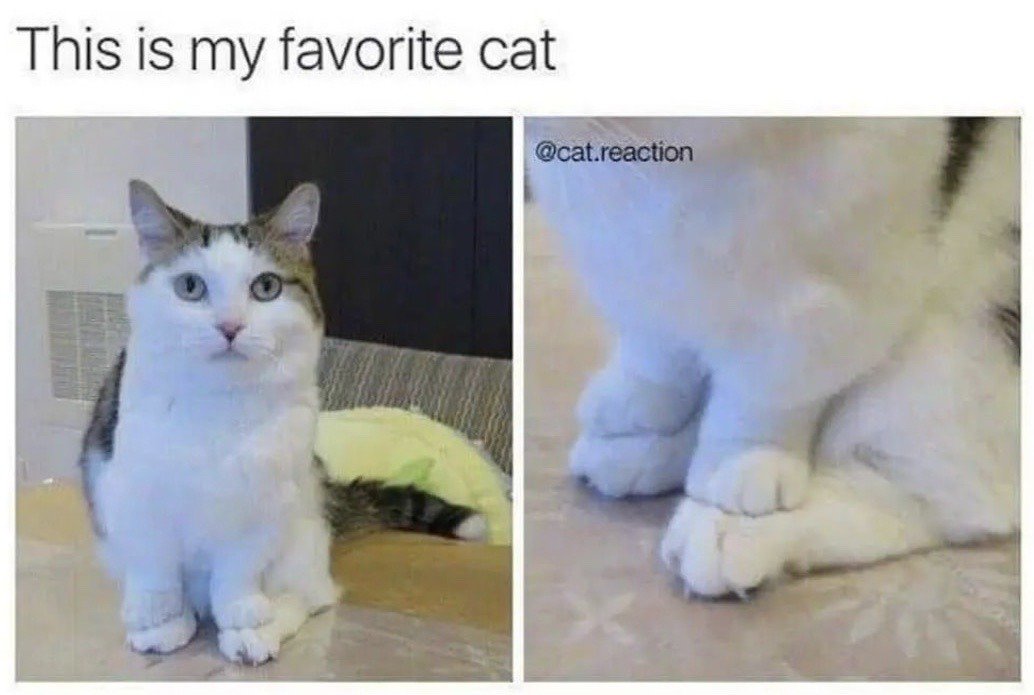 This is a two-panel humorous cat meme. Text at the top of the image reads 'This is my favorite cat'. The left panel shows a white and brown tabby cat sitting facing the viewer, which appears to have six front paws, with a neutral, slightly curious expression. The right panel is a close-up reveal showing that the 'extra' set of paws actually belongs to a second fluffy white cat that the first cat is sitting on top of, creating a perspective trick that makes the first cat look like it has extra limbs in the left panel.