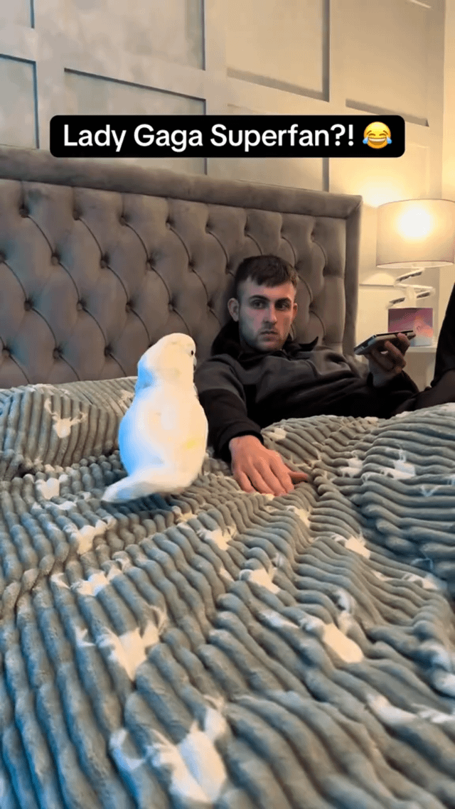 A photograph showing a person reclining on a bed with a tufted gray headboard. The individual is wearing a dark hoodie, holding a smartphone in their right hand, and has their left hand resting on a gray, wavy-patterned blanket with white star-like accents. To the left of the person, a white bird (possibly a cockatoo) is sitting on the blanket, facing the person. At the top of the image, there is an overlaid text caption that reads 'Lady Gaga Superfan?!! 😂' in white font on a black background, suggesting a humorous implication about the person's potential status as a Lady Gaga enthusiast, likely playfully referencing the bird's presence.