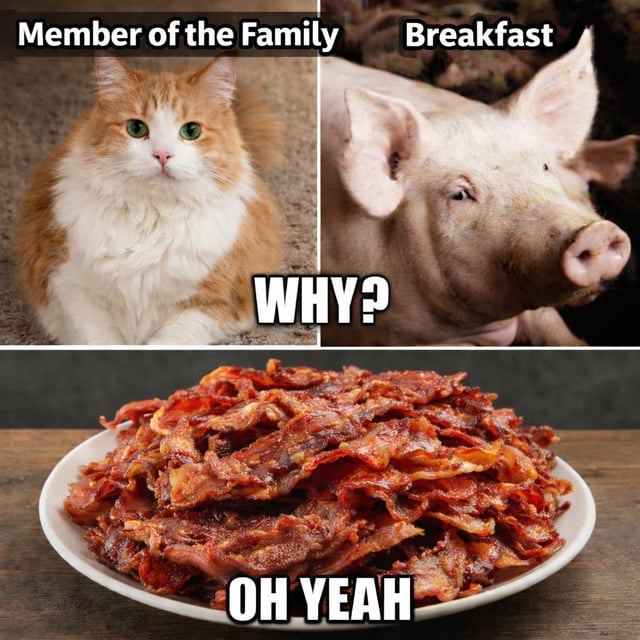 This three-panel meme humorously addresses the common contradiction in how humans value animals:
1. **Top Left Panel**: A fluffy orange-and-white domestic cat is labeled "Member of the Family," representing how companion animals are treated as beloved household members, with a calm, neutral expression while sitting upright facing the camera.
2. **Top Right Panel**: A pig is labeled "Breakfast," framing pigs as a primary food source, with a mild, curious gaze as it lies down and turns its head toward the viewer.
3. **Middle Text**: The bold question "WHY?" poses the ethical or logical question of why we treat these animals so differently.
4. **Bottom Panel**: A plate of crispy, cooked bacon is paired with the text "OH YEAH," which serves as a playful, relatable answer—leaning into the universal love of bacon as the reason people overlook this contradiction. The meme uses observational humor to tap into a widely discussed topic about meat consumption and pet ownership, resolving the tension with a lighthearted, food-focused punchline.