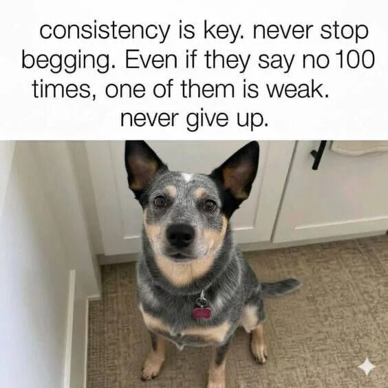 The image features a two-part composition: a top text overlay and a photograph of a dog. The text reads: 'consistency is key. never stop begging. Even if they say no 100 times, one of them is weak. never give up.' Below the text is a color photograph of a medium-sized dog with a blue-gray and tan coat, sitting on a light brown carpeted floor. The dog has upright ears, a pink collar tag, and is positioned in front of white kitchen or laundry cabinets, looking directly at the camera with an earnest, pleading expression.