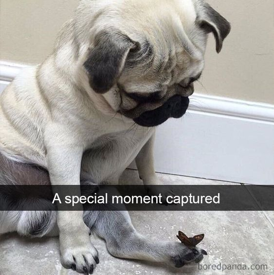 This image captures a tender, wholesome moment: a light-colored pug sits on a tiled indoor floor, its expression calm and soft (with the typical slightly downcast look of pugs), gazing down at a small brown butterfly perched gently on its front paw. The overlaid text "A special moment captured" emphasizes the quiet, gentle interaction between the dog and insect, highlighting the unexpected, sweet connection between the two creatures. There are no jokes or wordplay here—this is simply a heartwarming, candid scene of an animal being still and curious around a tiny visitor.
