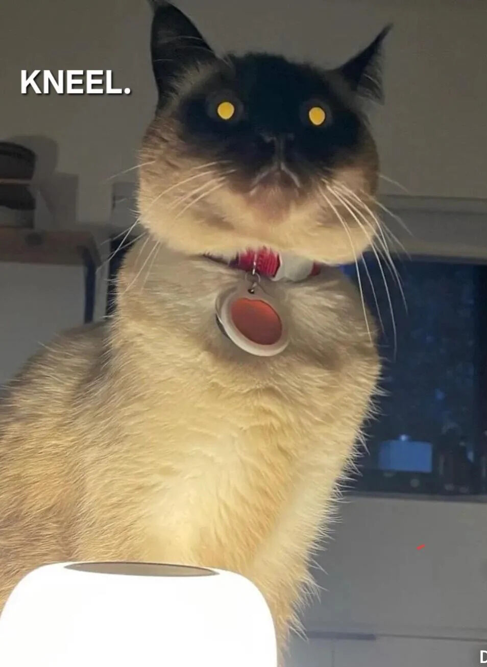 A close-up photograph of a cat with a dark facial mask, yellow eyes, and a red collar with a circular tag. The cat has a stern, authoritative expression, looking directly at the camera with upright posture. Bold white text reading 'KNEEL.' is overlaid in the top left corner, creating a humorous contrast between the cat's commanding demeanor and the imperative command. The background features blurred indoor elements including shelves and a window, keeping focus on the cat's intense gaze and the text.