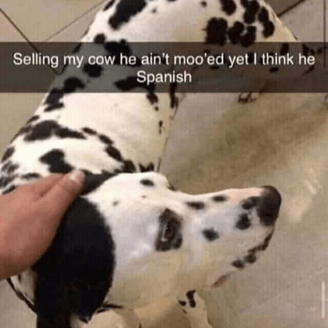 This is a single-panel humorous meme featuring a real Dalmatian dog with characteristic black and white spotted fur, sitting on light-colored square tiled flooring. A person's hand is seen petting the dog's neck, and the dog is looking calmly upwards towards the person. A semi-transparent black text banner is overlaid across the upper half of the image, reading: 'Selling my cow he ain't moo'ed yet I think he Spanish'. The joke derives from deliberate absurd misidentification: the poster pretends the spotted Dalmatian is a spotted cow, and uses the nonsensical punchline that the cow (dog) is Spanish because it has not made the typical 'moo' sound of a cow, leaning into random, silly absurdist humor popular in internet meme culture.
