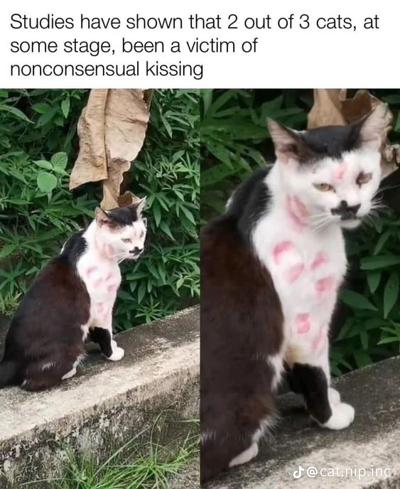 This meme features a split photo of a real black and white domestic cat sitting outdoors on a concrete ledge, with its white chest and face covered in multiple pink lipstick kiss marks. The top text jokes that studies found 2 out of 3 cats have been victims of nonconsensual kissing at some point, playing on the common relatable experience of cat owners kissing their pet cats even when the cats do not enjoy or consent to the affection, with the kiss marks serving as visual punchline for the joke.