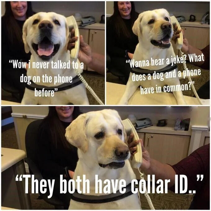This is a 3-panel photo meme featuring a yellow Labrador retriever. In the first panel, a landline phone is held up to the dog's ear, with a caption stating the person on the other end of the line says 'Wow I never talked to a dog on the phone before'; the dog looks happy and excited, and a smiling woman is visible in the background. In the second panel, the dog responds asking 'Wanna hear a joke? What does a dog and a phone have in common?', still looking cheerful. In the third panel, the dog delivers the punchline: 'They both have collar ID..' The punchline is a homophone pun, as 'collar ID' (the identification tag on a dog's collar) sounds identical to 'caller ID', a standard phone feature. The dog has a deadpan, unamused expression after delivering the bad pun, while the woman in the background continues to smile.