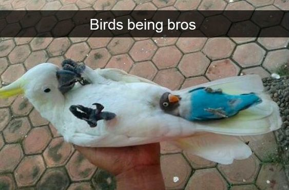 The image depicts a large white sulphur-crested cockatoo lying playfully on its back, supported by a person's hand, on a surface of hexagonal terracotta paving stones. A tiny blue and grey lovebird is comfortably resting on the cockatoo's belly, also lying on its back facing the viewer. Both birds appear completely relaxed, displaying a surprising and endearing cross-species friendly bond. White text at the top of the image reads 'Birds being bros', framing the pair's casual, comfortable dynamic as similar to close platonic male friends hanging out together.