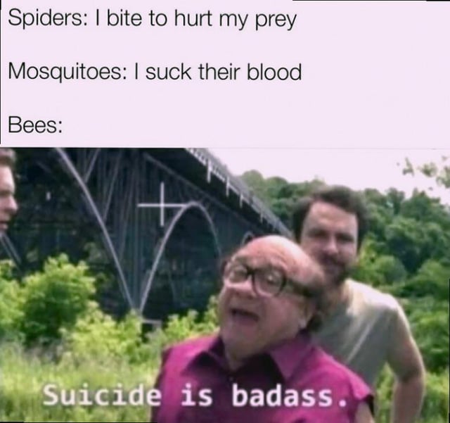 A meme comparing the behaviors of spiders, mosquitoes, and bees through text overlay and a reaction screenshot. The top text reads: 'Spiders: I bite to hurt my prey', 'Mosquitoes: I suck their blood', followed by 'Bees:' and a screenshot of a man in a purple shirt yelling with the subtitle 'Suicide is badass.' The humor lies in personifying bees' stinging behavior (which can be fatal to the bee) as a 'badass' suicidal act.