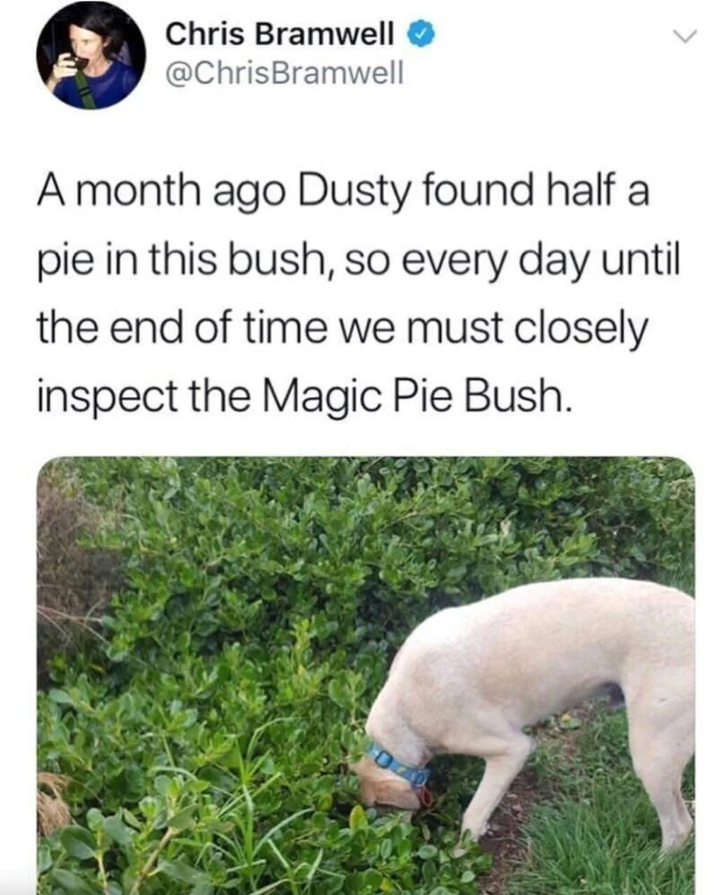 A screenshot of a Twitter/X tweet by Chris Bramwell featuring a photo of their dog Dusty inspecting a bush. The tweet humorously explains that Dusty found half a pie in the bush a month ago and now inspects it daily, dubbed the 'Magic Pie Bush'. The photo shows Dusty, a light-colored dog with a blue collar, sniffing the green bush intently.
