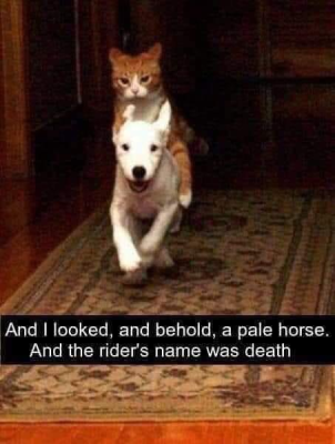 This meme features a candid photograph of a small white dog walking toward the camera with a happy, open-mouthed expression, carrying an orange and white tabby cat on its back. The cat has a stoic, unamused expression and appears to be riding the dog as a mount. Black text overlaid at the bottom quotes a dramatic passage from the Christian Bible's Book of Revelation: "And I looked, and behold, a pale horse. And the rider's name was death". The humor comes from the absurd juxtaposition of the silly, mundane pet interaction with the ominous, apocalyptic religious text, framing the dog as the "pale horse" and the cat as the personification of Death riding it.