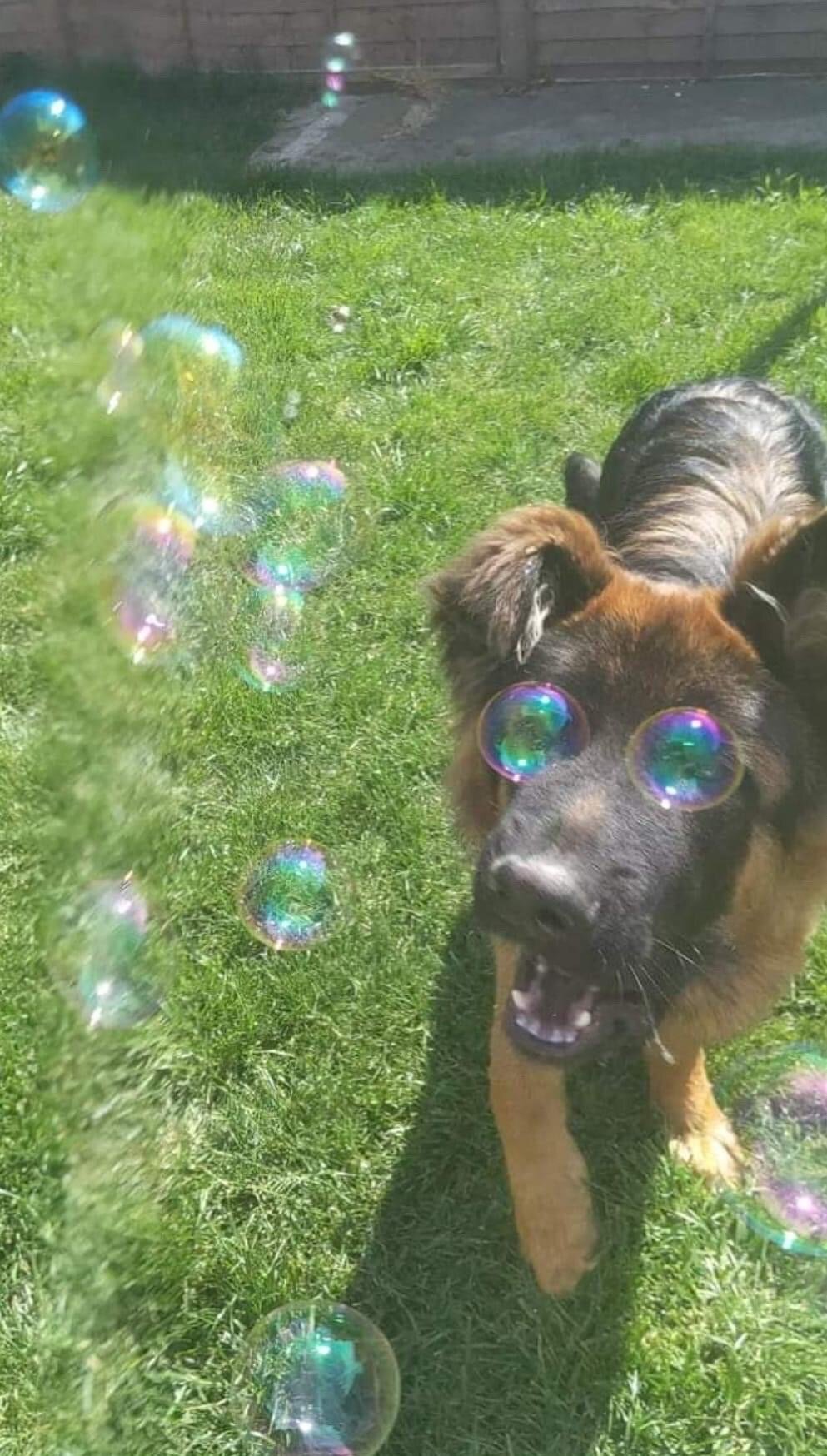 This is a candid outdoor photograph of a long-haired German Shepherd standing on a lush green backyard lawn. The dog faces the camera with its mouth open, appearing happy and excited. Multiple iridescent floating soap bubbles are in the foreground: two bubbles align perfectly with the dog's eyes, creating a funny, accidental optical illusion that makes the dog look like it is wearing large, colorful round novelty glasses. Additional bubbles are scattered across the frame, with a wooden fence and paved patio area visible in the distant background.