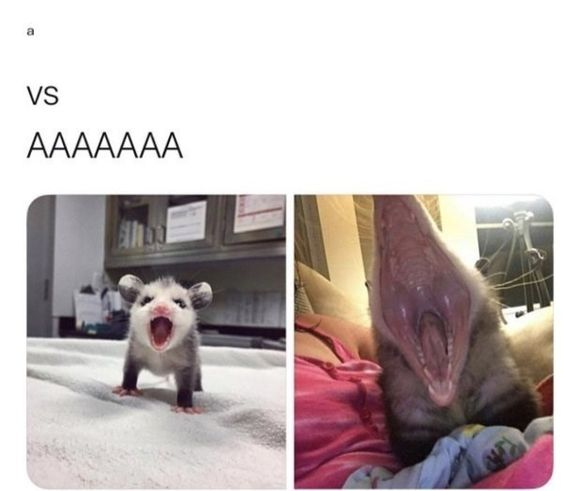 This is a two-panel collage meme that uses a visual pun to humorously contrast the intensity of vocalizations. The top text sets up a comparison between the single letter 'a' and a string of seven 'A's. The left panel features a small young opossum standing on a soft white surface, its mouth open in a small shout, representing the quiet, short 'a' sound. The right panel shows a larger opossum lying on pink bedding, its mouth stretched extremely wide in an exaggerated, loud shout, representing the long, intense 'AAAAAAA' sound. The joke lies in the direct visual parallel between the length/volume implied by the text and the size of the opossums' open mouths, creating a relatable and funny take on the difference between a small sound and a full-on yell.