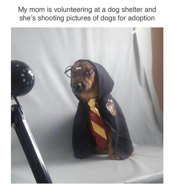 A heartwarming image featuring a small dog dressed in a Hogwarts-inspired costume, including a black robe with a house crest, round glasses, and a red and yellow striped tie, sitting calmly against a plain white backdrop. Above the image is a caption explaining that the dog's owner's mother is volunteering at a dog shelter and taking these photos to help dogs get adopted. The scene conveys a wholesome and endearing effort to make the dog more appealing for potential adopters through pop culture-themed dressing.
