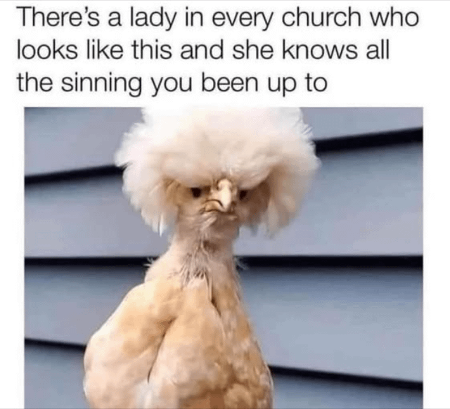 This meme features a photo of a Silkie chicken, a breed known for its extremely fluffy plumage, with a large voluminous white crest of feathers on its head that resembles an old lady's hairstyle. The chicken has a stern, unamused, judgmental expression as it faces the viewer. Text placed above the chicken reads 'There's a lady in every church who looks like this and she knows all the sinning you been up to'. The joke relies on the common cultural trope of observant, sharp older women in church congregations who are aware of all the misbehavior and secrets of other church members, comparing their judgmental aura and typical old-fashioned hairstyle to the appearance of the stern-looking fluffy chicken.