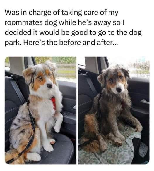 This is a two-panel collage meme showing an extreme before-and-after of a dog after a trip to a dog park. The left panel features a clean, well-groomed Australian Shepherd-style dog sitting neatly in a car seat, secured with a harness, looking tidy and composed. The right panel shows the same dog after the park visit: completely covered in mud and dirt, with matted, disheveled fur, sitting on a cloth in the car, appearing slightly sheepish. The top text reads: *Was in charge of taking care of my roommates dog while he's away so I decided it would be good to go to the dog park. Here's the before and after...* The humor comes from the stark, relatable contrast between the dog's pristine state and its messy post-play condition, highlighting how pets can quickly get dirty when enjoying outdoor play, a common, funny experience for pet owners or sitters.