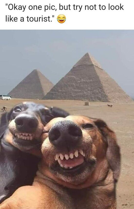 This meme features two dachshund dogs in a forced-perspective shot that makes it appear they are taking a selfie-style photo in front of the Great Pyramids of Giza, Egypt. The top text overlay reads: "Okay one pic, but try not to look like a tourist." 😂 The core humor comes from the dogs' over-the-top, goofy grins and their obvious, exaggerated tourist-like pose—directly defying the instruction to avoid looking like a tourist. The forced perspective effect makes the dogs seem disproportionately large relative to the iconic pyramids, amplifying the absurdity and lightheartedness of the scene.