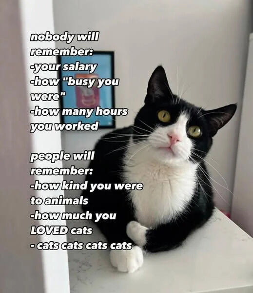 A wholesome meme featuring a real black and white cat with striking wide yellow eyes, sitting on a white surface with its front paws crossed. The image includes a text overlay that contrasts what people will not remember (salary, busyness, work hours) with what they will remember (kindness to animals, love for cats, and a playful repetition of 'cats cats cats cats'). The cat's alert and curious expression enhances the meme's positive and lighthearted tone, emphasizing the importance of kindness to animals and affection for cats.