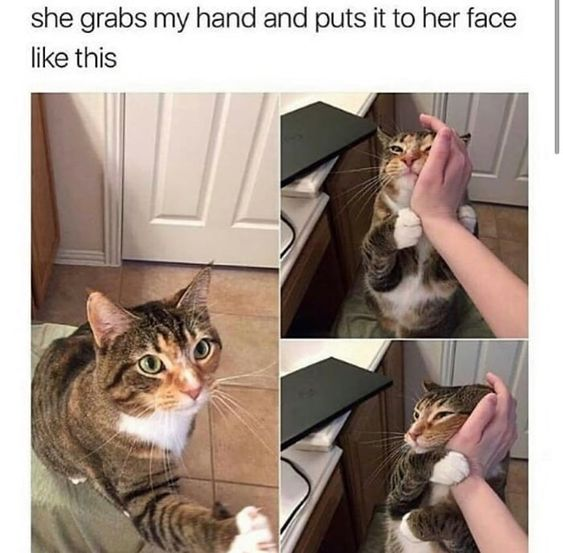 A wholesome three-panel meme featuring a tabby cat with white chest fur. The top text reads 'she grabs my hand and puts it to her face like this'. The left panel shows the cat sitting on a tiled floor, looking up with wide, curious eyes and extending its front paw. The top right panel depicts the cat standing on its hind legs, using both front paws to hold a human hand gently against its face, appearing content. The bottom right panel is a similar angle to the top right, emphasizing the cat's affectionate gesture of pressing the hand to its face. The meme anthropomorphizes the cat's behavior to convey a cute, loving interaction between pet and owner.