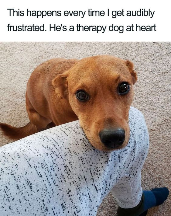 A heartwarming image featuring a small brown dog leaning its head gently on a person's leg. Above the photo, text reads: 'This happens every time I get audibly frustrated. He's a therapy dog at heart.' The dog has large, round eyes that convey attentiveness and concern, with its body positioned close to the person, suggesting a comforting gesture. The background is a neutral-colored carpet, keeping focus on the dog and the human leg it's leaning against, creating an intimate and wholesome scene.