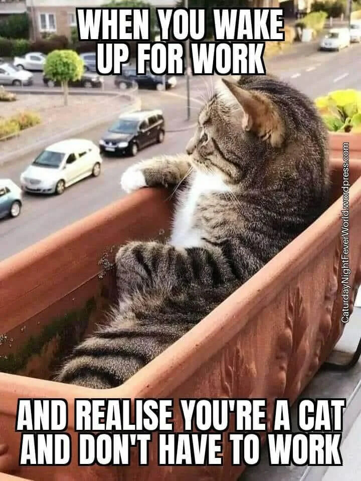 A humorous meme featuring a tabby cat with white chest fur lounging in a terracotta flower pot. The cat is positioned with one paw resting over the edge of the pot, gazing contemplatively at a busy street scene with cars passing by. Overlaid text at the top reads 'WHEN YOU WAKE UP FOR WORK' and at the bottom reads 'AND REALISE YOU'RE A CAT AND DON'T HAVE TO WORK,' creating a relatable joke about the relief of not having work responsibilities by personifying the cat's relaxed state as a realization of freedom from employment.