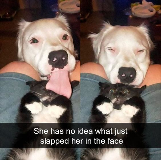 A two-panel vertical meme featuring a white dog and a small black and white cat. In the left panel, the dog is lying on a person's lap with its tongue extended, licking the cat, which is lying on its back with paws up, seemingly unaware. In the right panel, the dog has closed its eyes contentedly, while the cat looks up with wide, confused eyes. A caption at the bottom reads: 'She has no idea what just slapped her in the face,' humorously referring to the cat being confused by the dog's lick.