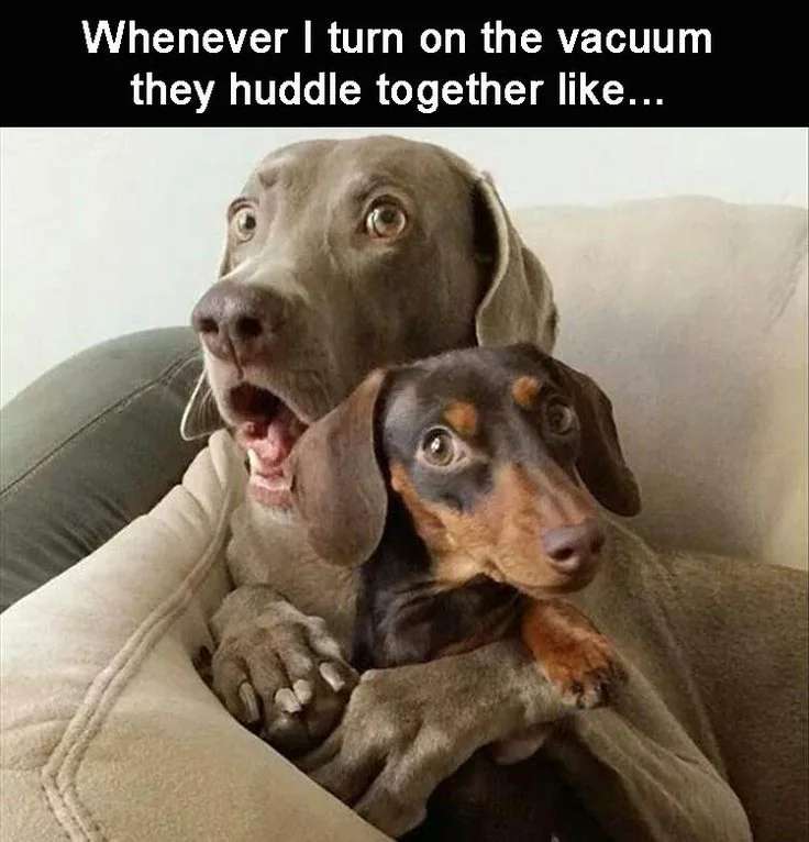 This is a cute and funny pet meme showing two real dogs, a large Weimaraner and a smaller dachshund, huddled tightly together on a living room couch. Both dogs have wide, terrified eyes, with the larger dog wrapping its paws around the smaller dog in a protective, scared embrace. The text at the top explains the context: the dogs get this scared whenever the vacuum cleaner is turned on.
