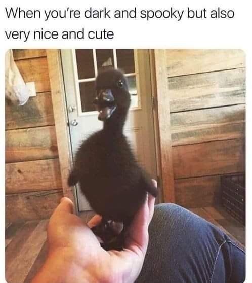 This meme combines a photograph of a small, fluffy all-black duckling being held gently in a human hand with a top caption that reads: *When you're dark and spooky but also very nice and cute*. The core joke is a playful visual metaphor for the relatable duality of having an edgy, dark aesthetic (represented by the duckling's black, 'spooky' appearance) while being kind, soft, and wholesome (represented by the duckling's tiny, adorable nature). It resonates with people who identify with goth or alternative styles but have a warm, friendly personality, using the animal to make this contrast lighthearted and humorous. The background shows a wooden interior with a door, adding a cozy, homey feel that enhances the wholesome side of the meme.