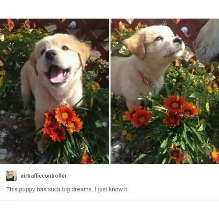 A two-panel photograph featuring a golden retriever puppy in a garden. The left panel shows the puppy sitting among vibrant red and orange flowers with its mouth open, appearing happy and excited. The right panel captures the same puppy looking upward with a hopeful expression, surrounded by the same colorful flowers. Below the images is a comment from the user 'airtrafficcontroller' that reads, 'This puppy has such big dreams, I just know it,' enhancing the wholesome and uplifting tone of the scene.
