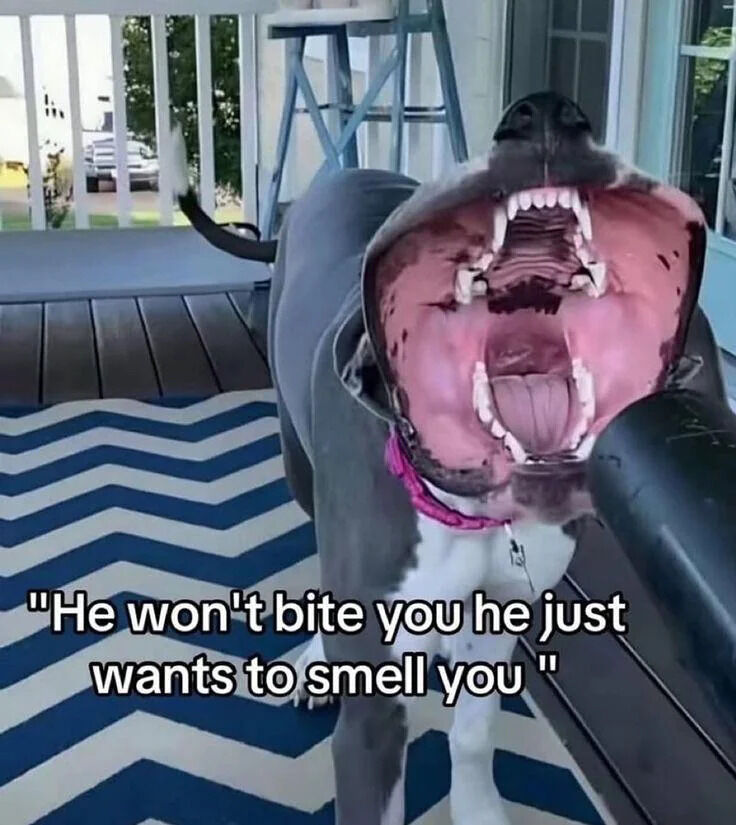 A photograph of a large dog (likely a Great Dane or similar breed) standing on a wooden porch. The dog has a gray and white coat, a pink collar, and its mouth is dramatically wide open, displaying its teeth and tongue, creating an initially intimidating appearance. The setting includes a blue and white chevron-patterned rug on the porch floor, with a white railing and outdoor furniture visible in the background. Overlaid text at the bottom of the image reads: 'He won't bite you he just wants to smell you,' which contrasts humorously with the dog's fierce expression, emphasizing the irony between the visual and the reassuring statement.